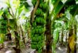 Inilah 5 Cara Menanam Pisang di Halaman Belakang Rumah agar Cepat Berbuah