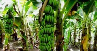 Inilah 5 Cara Menanam Pisang di Halaman Belakang Rumah agar Cepat Berbuah