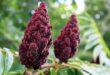 Kandungan 5 Manfaat Sumac bagi Kesehatan yang Perlu Anda Ketahui
