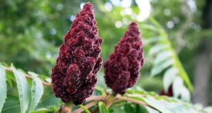 Kandungan 5 Manfaat Sumac bagi Kesehatan yang Perlu Anda Ketahui
